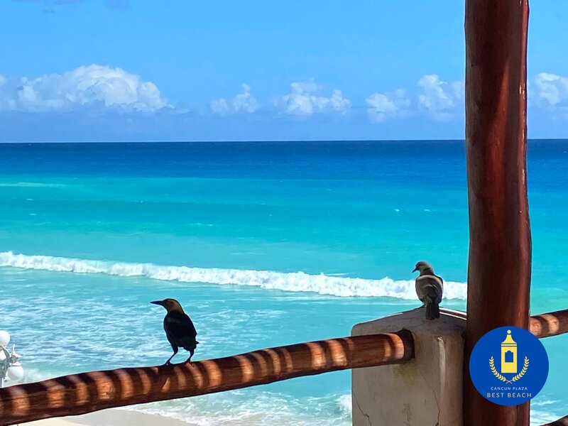 Birds in the rooftop